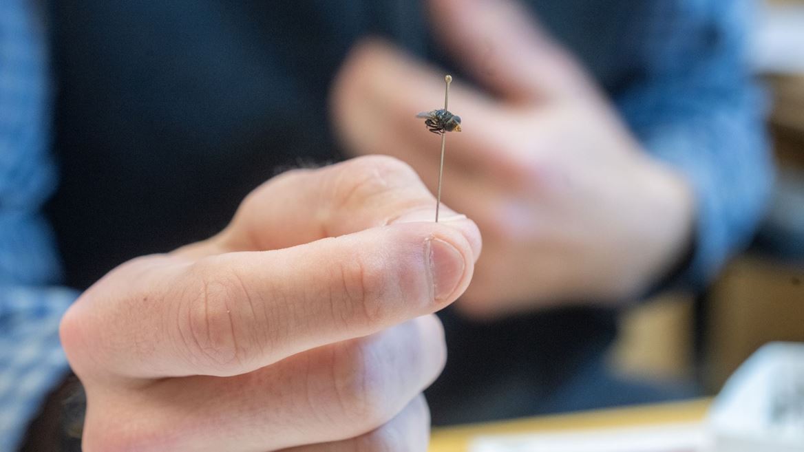 New World Screwworm news article image. Researcher holding a pinned fly