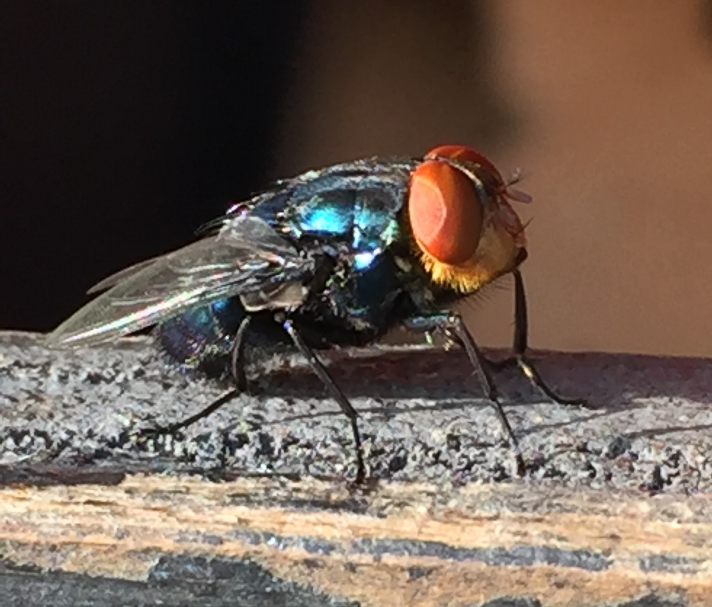 Adult New World Screwworm fly