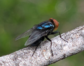 Cluster of New World screwworm flies