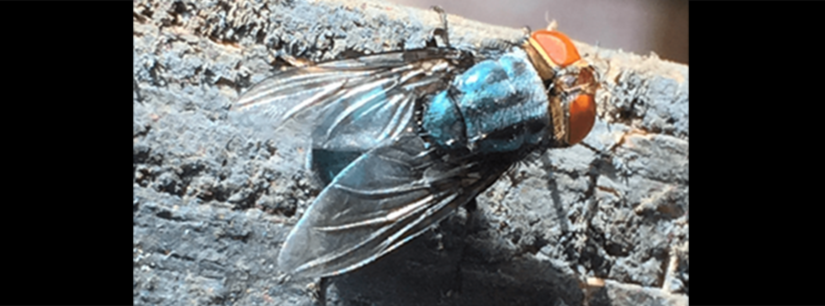 Single New World Screwworm fly