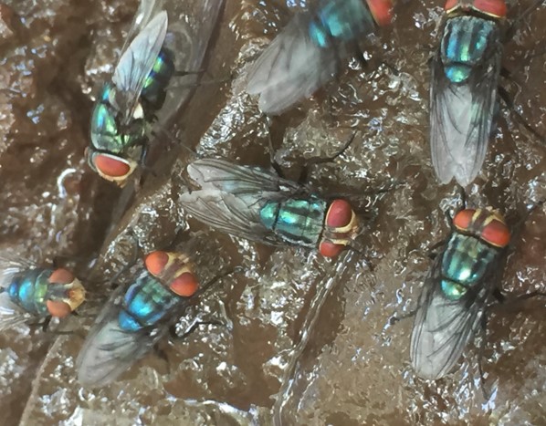 Cluster of New World screwworm flies